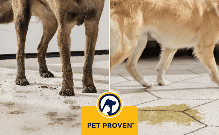 SpotClean HydroSteam Select karcher algerie